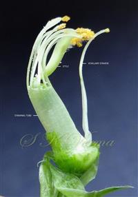  Pistil and stamens